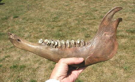 bison jaw with teeth