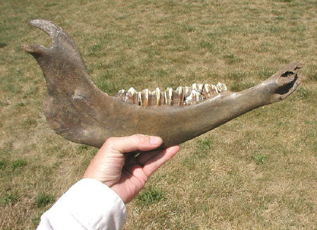 bison jaw with teeth