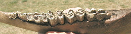 bison jaw with teeth