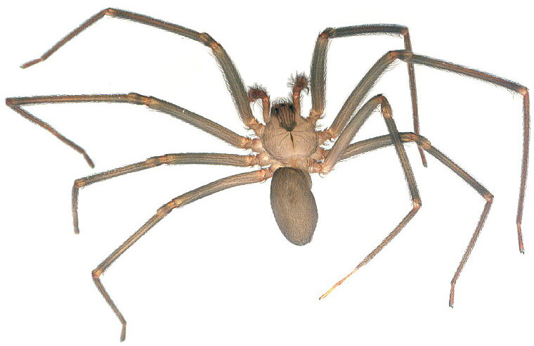 Brown Recluse (Loxosceles reclusa)