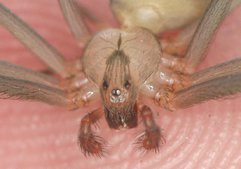 Brown Recluse (Loxosceles reclusa)