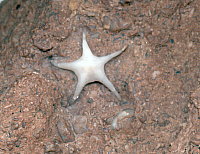 Evactinopora radiata