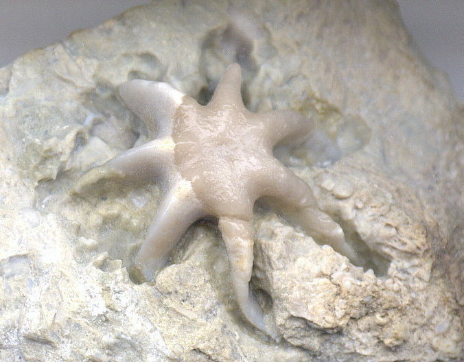 Evactinopora radiata