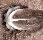 Evactinopora radiata