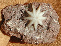 Evactinopora radiata