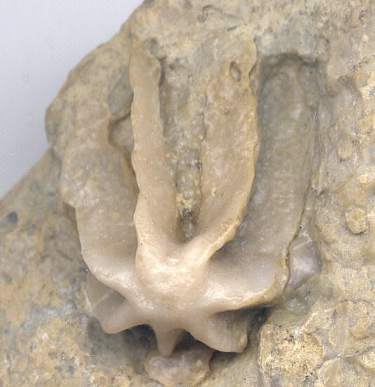 Evactinopora radiata