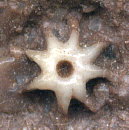 Evactinopora radiata