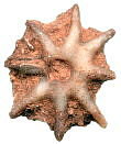 Evactinopora radiata