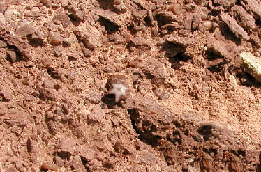 Fern Glen Formation