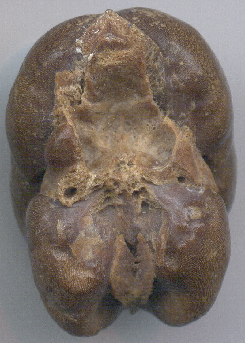 Problematic fossil
