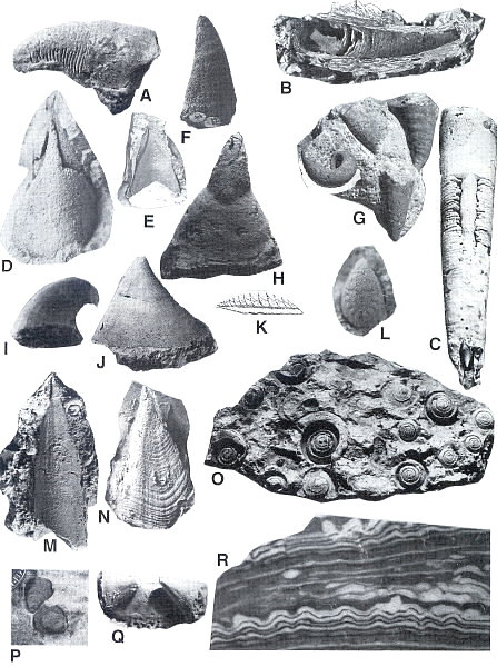 Missouri Fossils