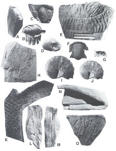 Missouri Fossils