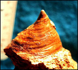 Cambrioconus