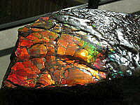 Ammolite (dragonskin)