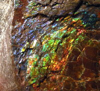 Ammolite (dragonskin)