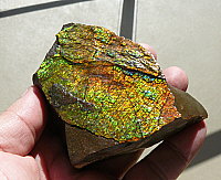 Ammolite (dragonskin)