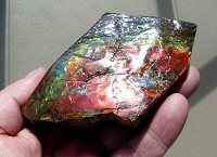 Ammolite (dragonskin)