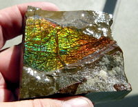 Ammolite (dragonskin)