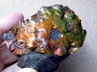 Ammolite (foil)