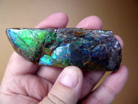 Ammolite (sheet)