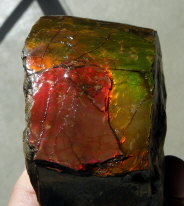 Ammolite (Placenticeras shell)