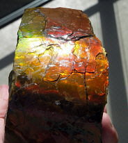 Ammolite (Placenticeras)