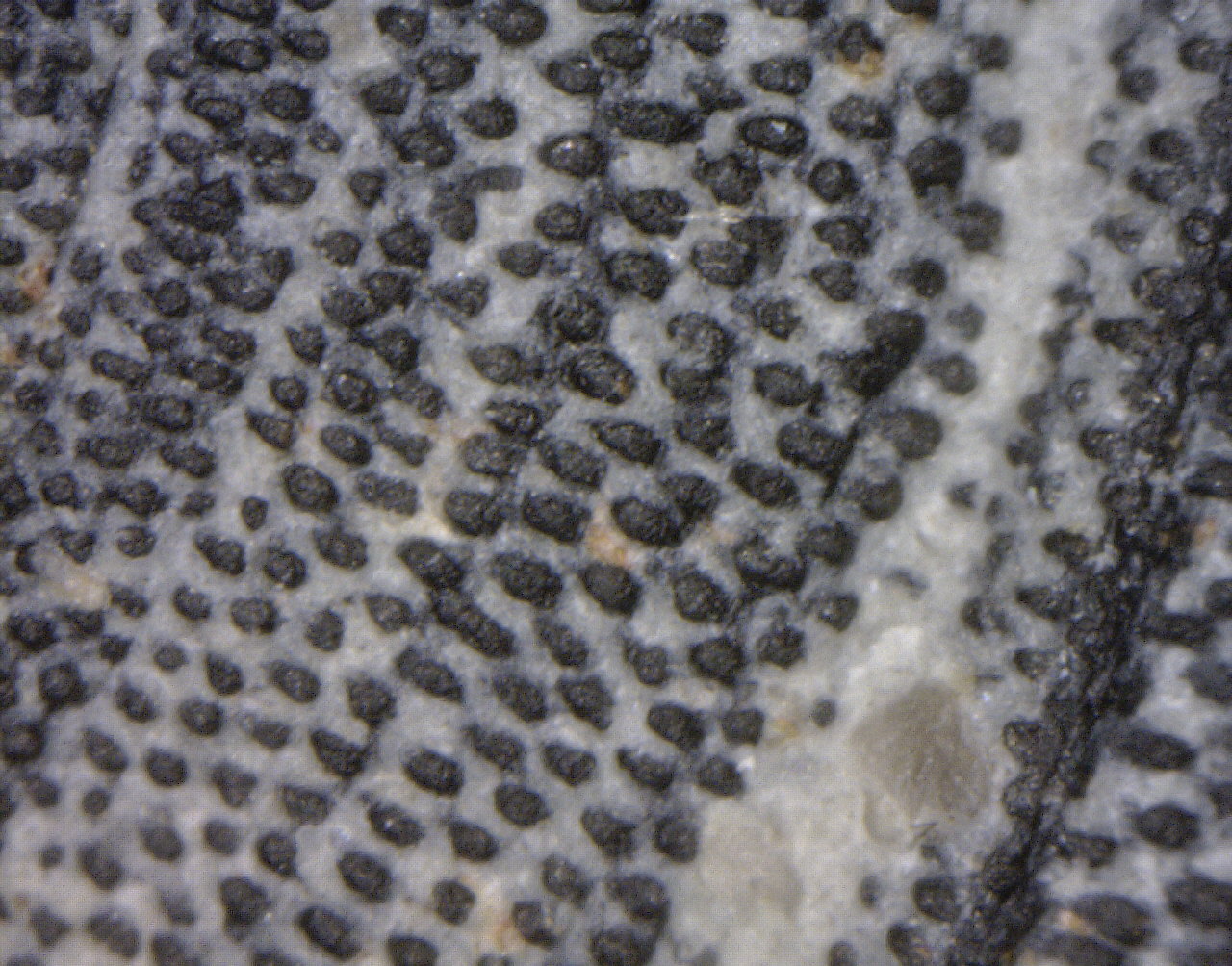 Chiton (tail valve)