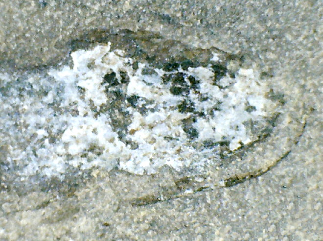 Megapleuron sp. (Mazon Creek)