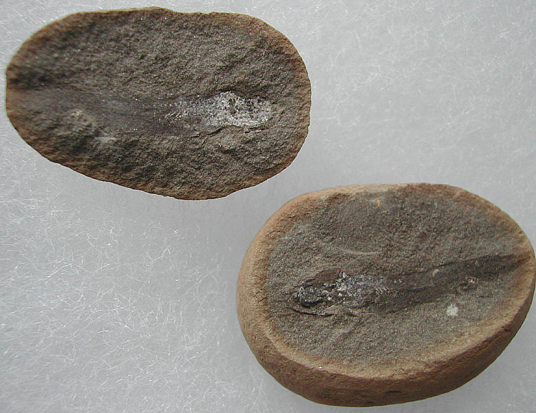 Megapleuron sp. (Mazon Creek)