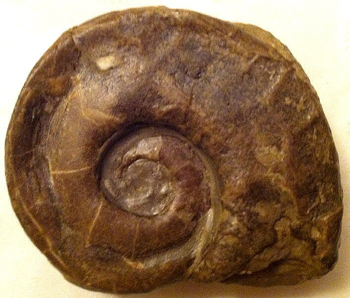 Domatoceras sp.