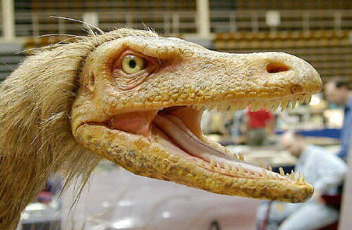 Velociraptor