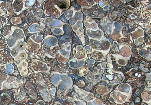 Turritella agate