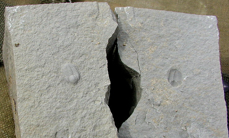 Ampyxina bellatula