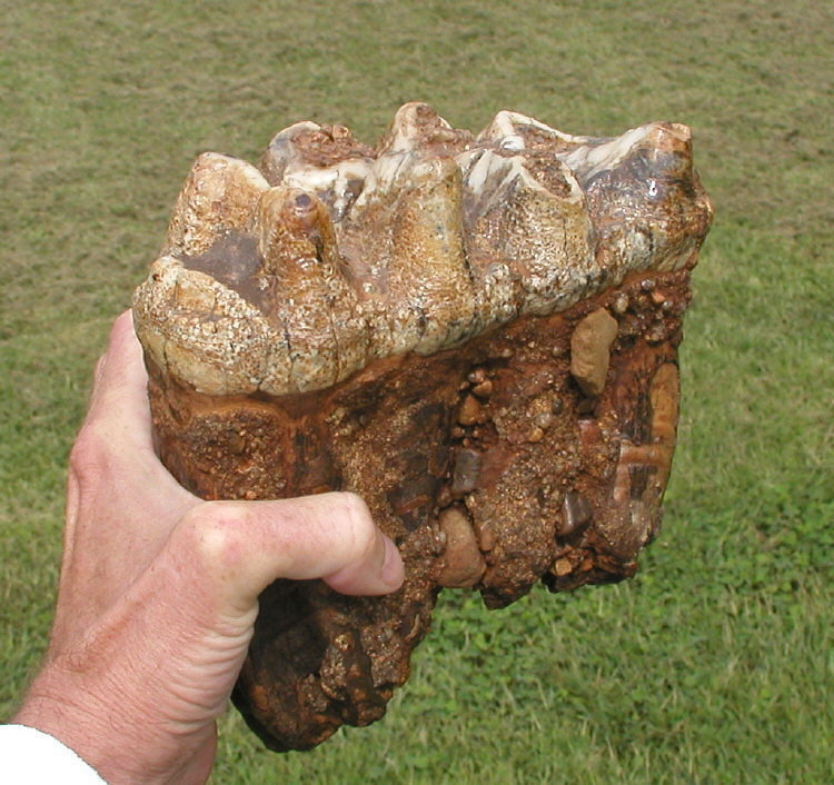 Adult Mastodon tooth