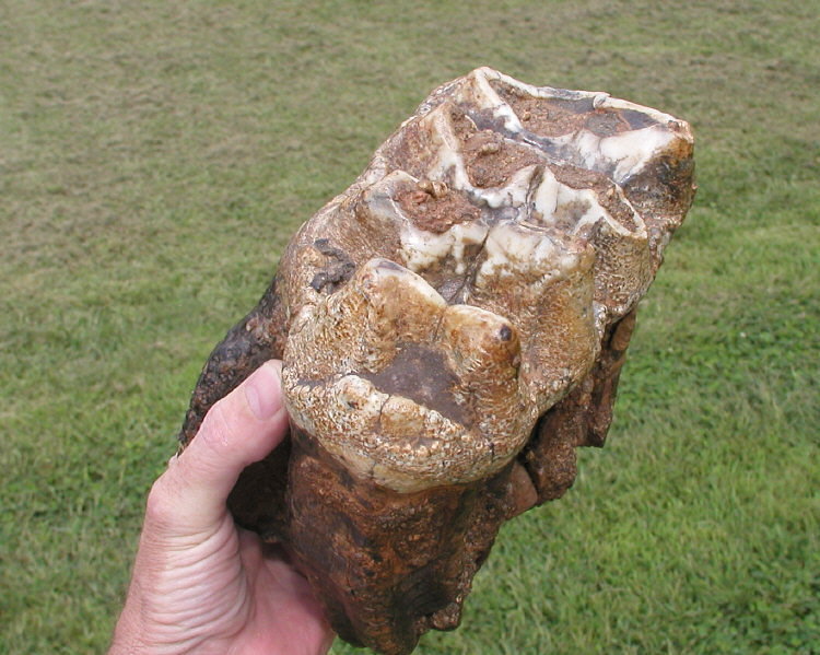 Adult Mastodon tooth