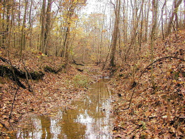 Autumn fossil hunt in Illinois