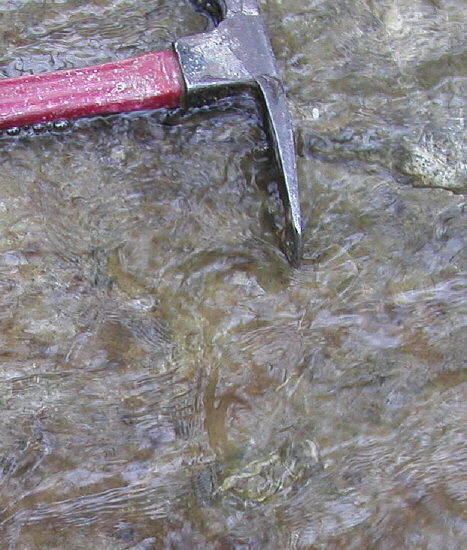 Crinoids on the stream bed