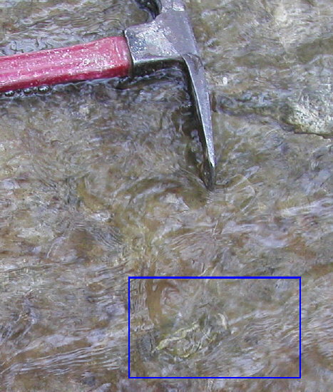 Crinoids on the stream bed