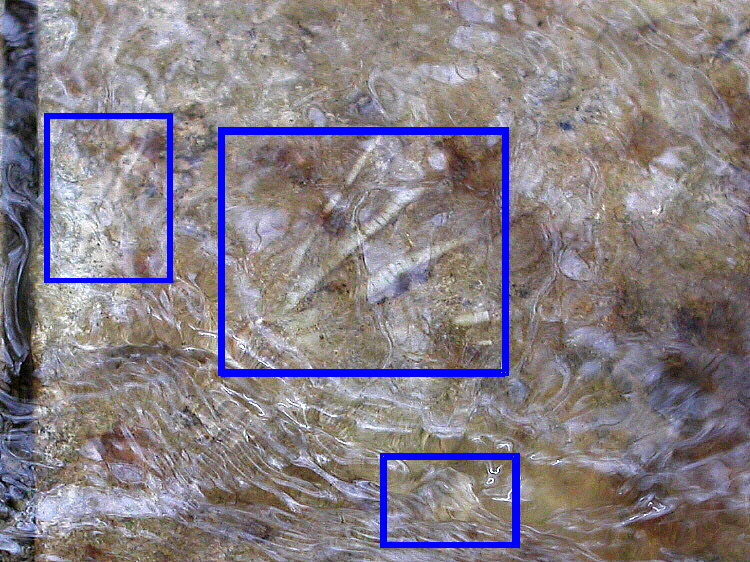 Crinoids on the stream bed