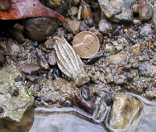 Phanocrinus sp.