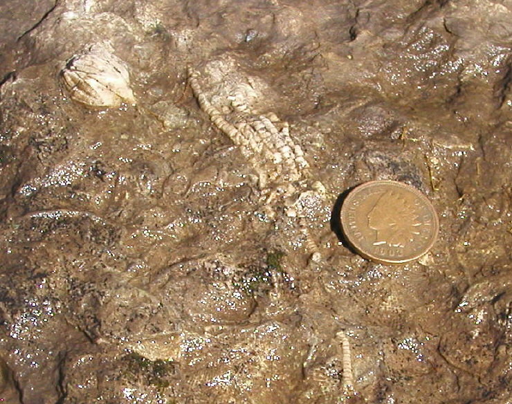 Blastoid and Crinoid