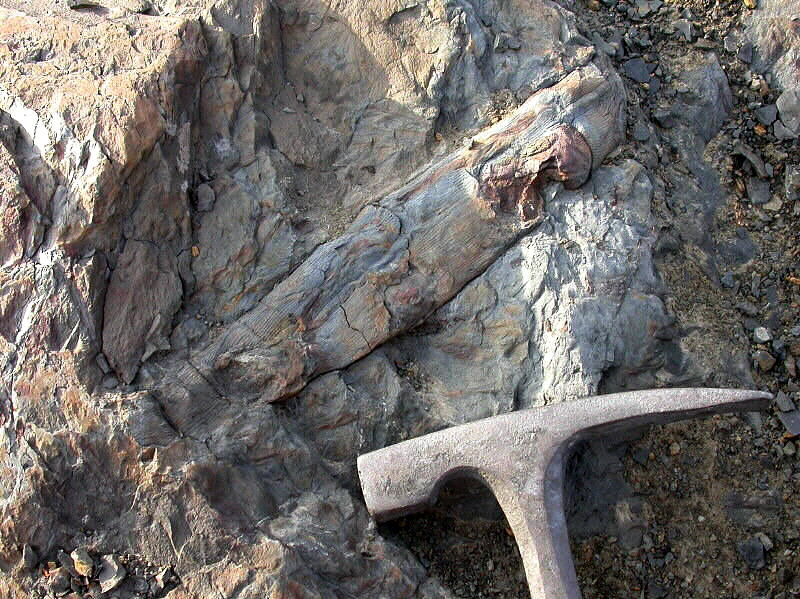 Calamites