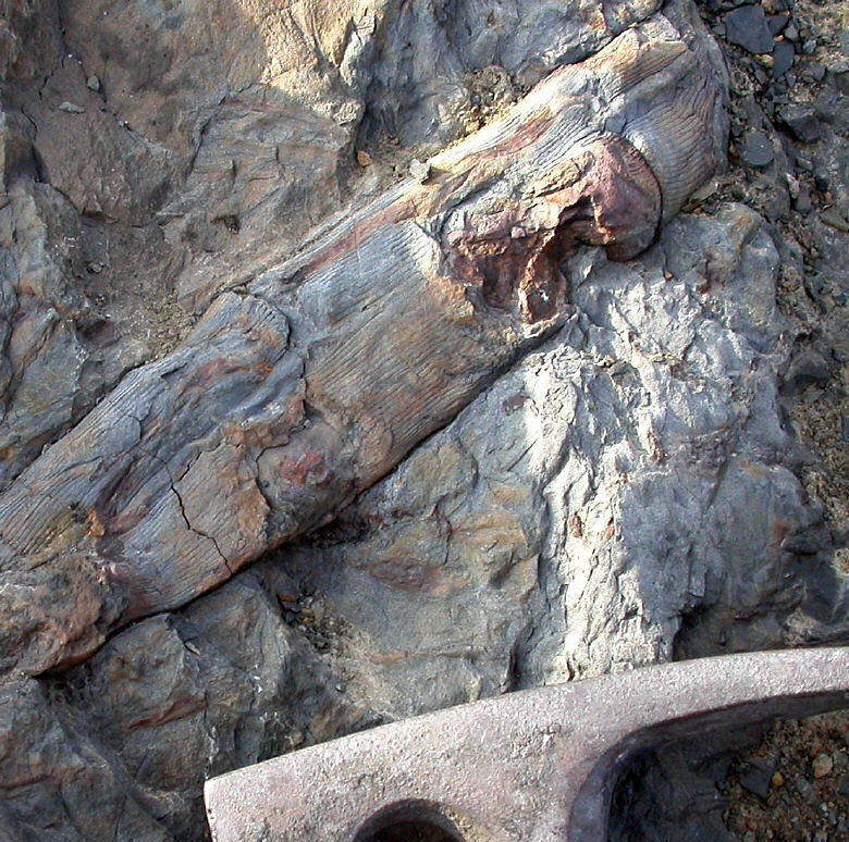 Calamites