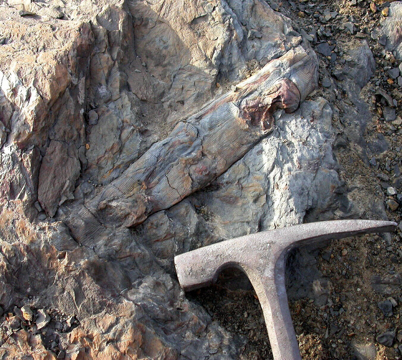 Calamites