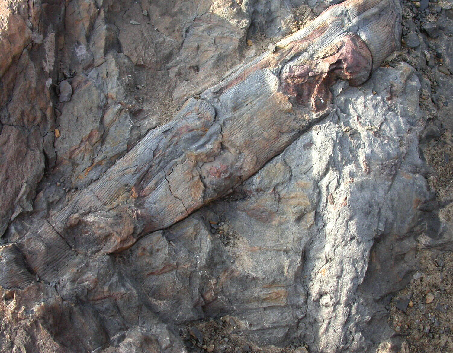 Stigmaria ficoides