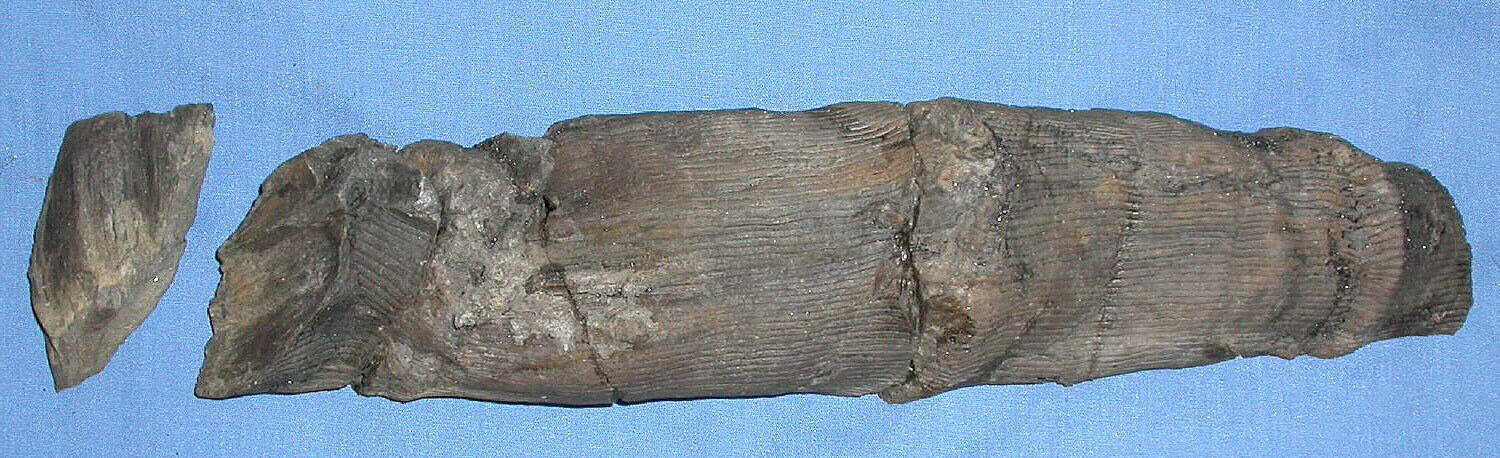 Calamites