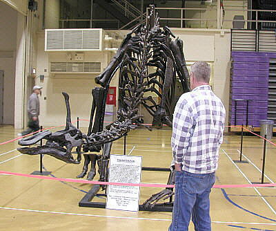 Duckbill dinosaur
