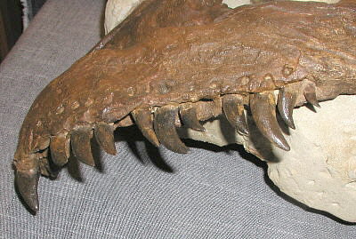 MAPS fossil show 23