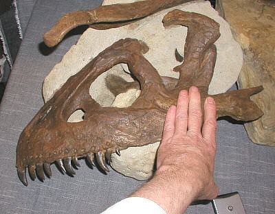 MAPS fossil show 24