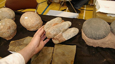 MAPS fossil show 25